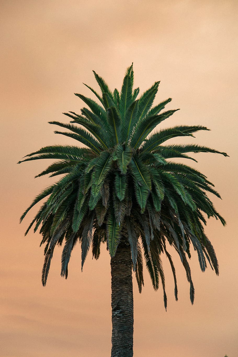 A green tree with a tan brown background., growth, palm tree HD wallpaper