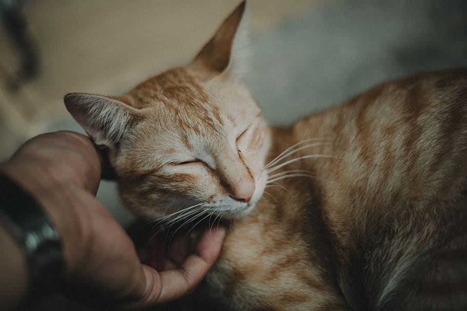 Person Petting Orange Tabby Cat, animal, blurred background, cat face HD wallpaper