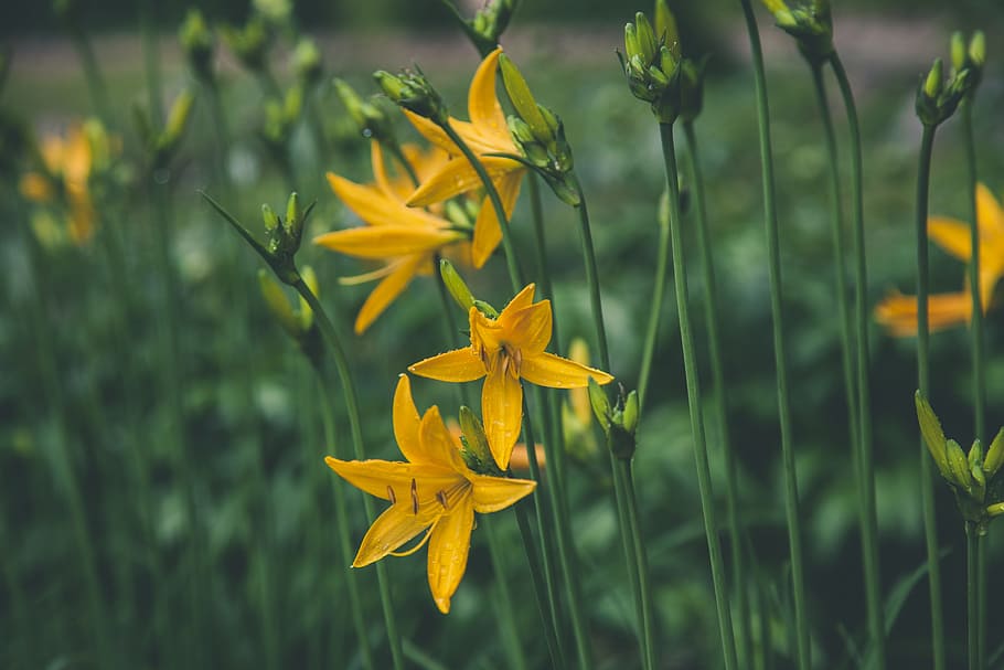 Selective Focus Photo Ofyellow Lilies, beautiful, bloom, blooming HD wallpaper
