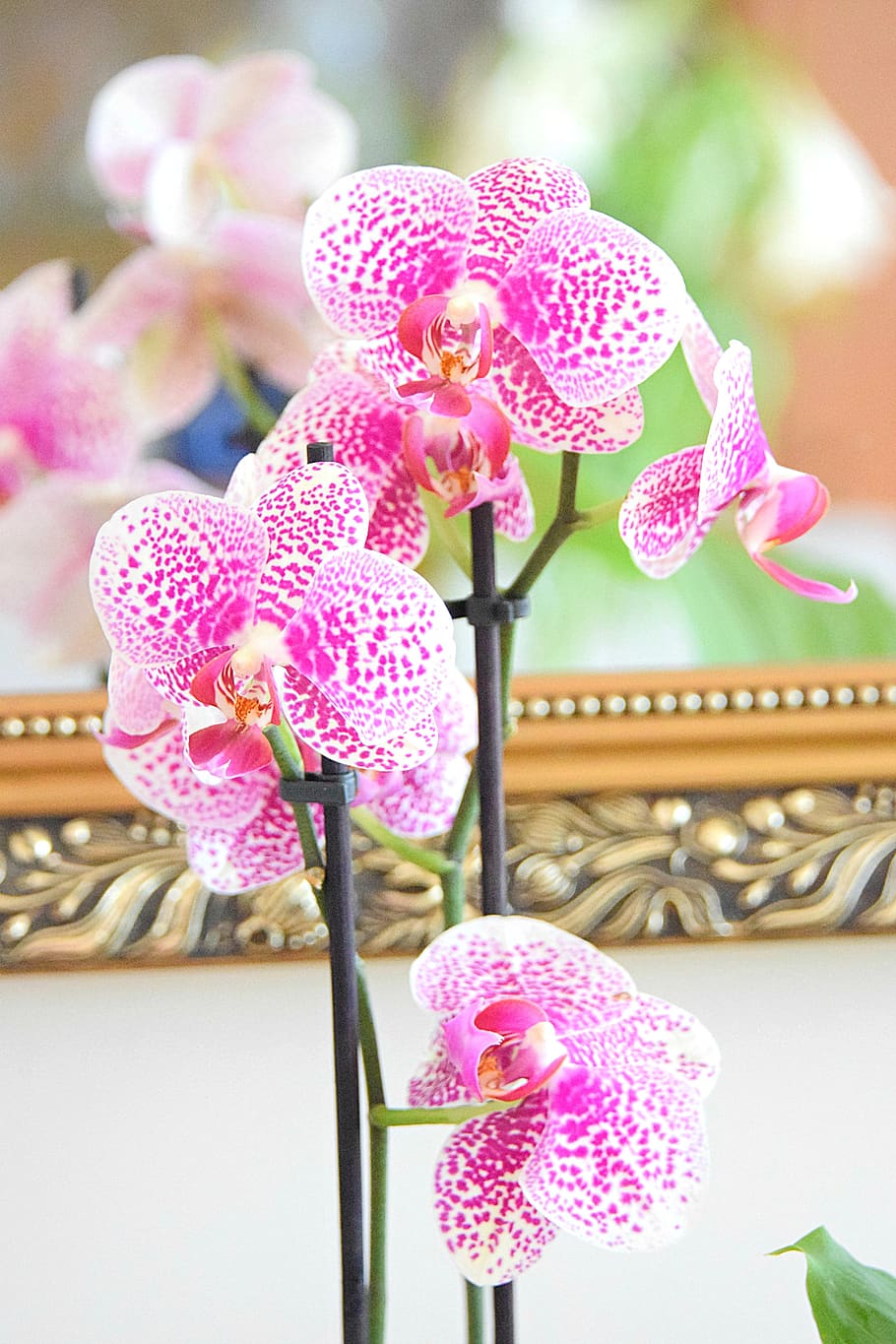 phalaenopsis, orchid, orchids, pattern, dots, wellness, lifestyle HD wallpaper