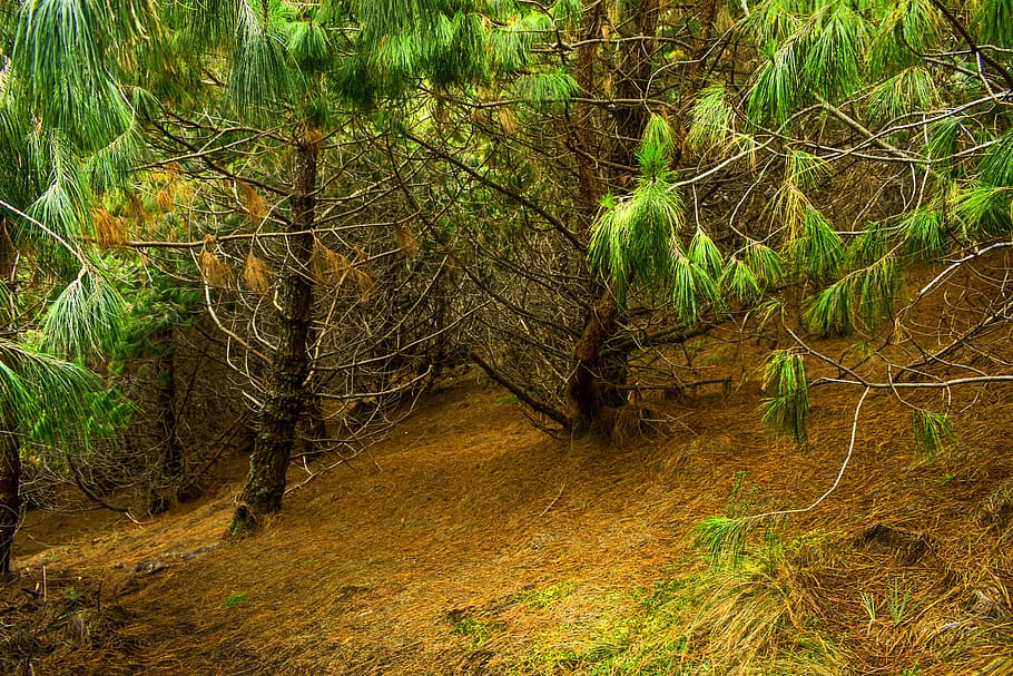 moss, stone, landscape, nature, forest, tree, plant, beauty in nature HD wallpaper