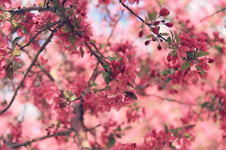 united states, thornton, trees, blossoms, flower, bright, flowers, HD wallpaper