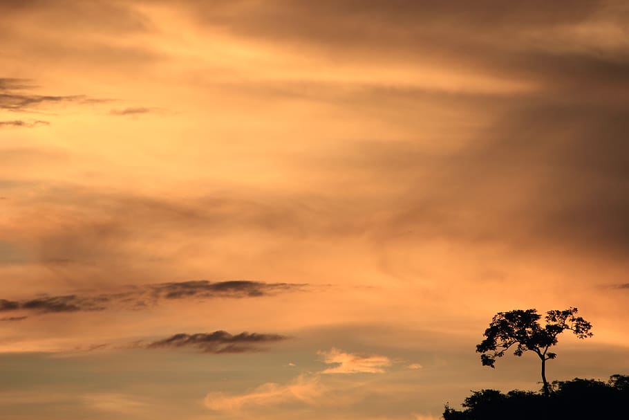 nature, outdoors, tree, sky, plant, sunset, red sky, dawn, dusk HD wallpaper