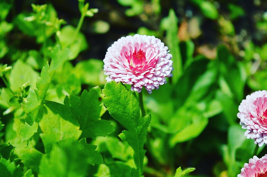 Pink Flower, bloom, blossom, flora, flowers, garden, growth, leaves HD wallpaper