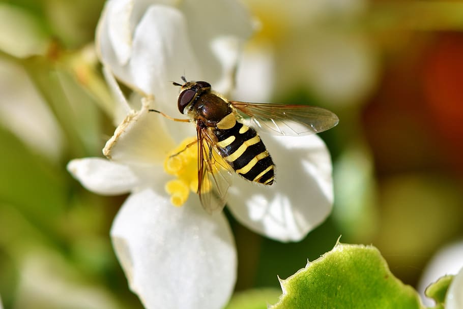 hoverfly, schwirrfliege, standing fly, insect, animal themes HD wallpaper