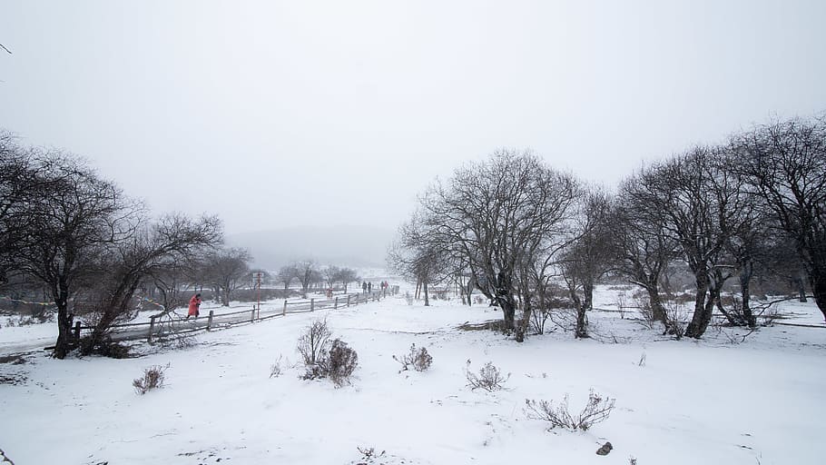 nature, blizzard, outdoors, winter, snow, storm, person, human HD wallpaper