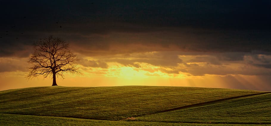 tree, hill, field, green, sunset, forward, light, rays, sunbeam HD wallpaper