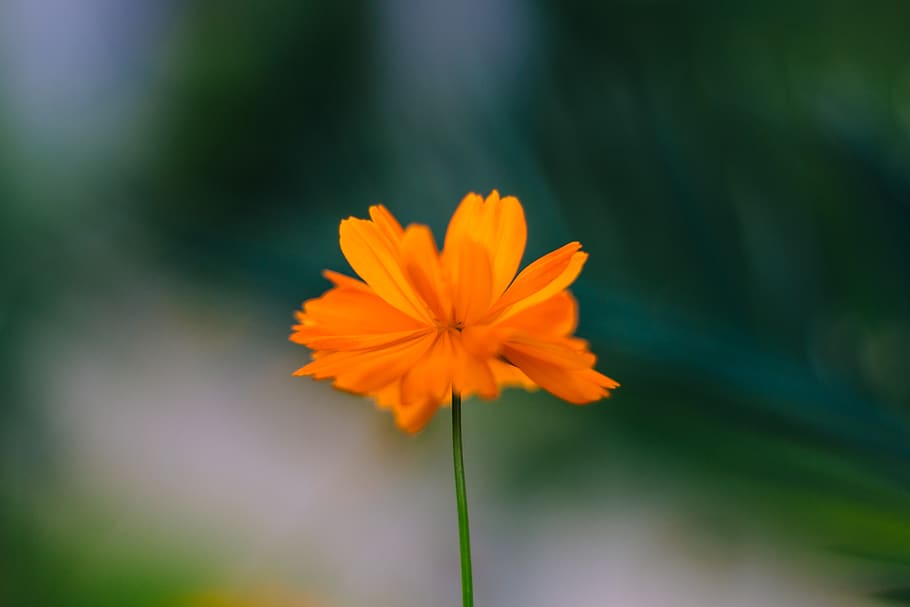orange petaled flower with stem, cosmos, daisies, daisy, flora HD wallpaper