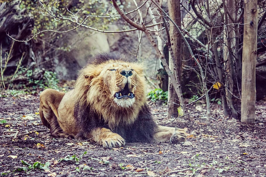 brown lion beside tree, animal themes, mammal, animal wildlife HD wallpaper