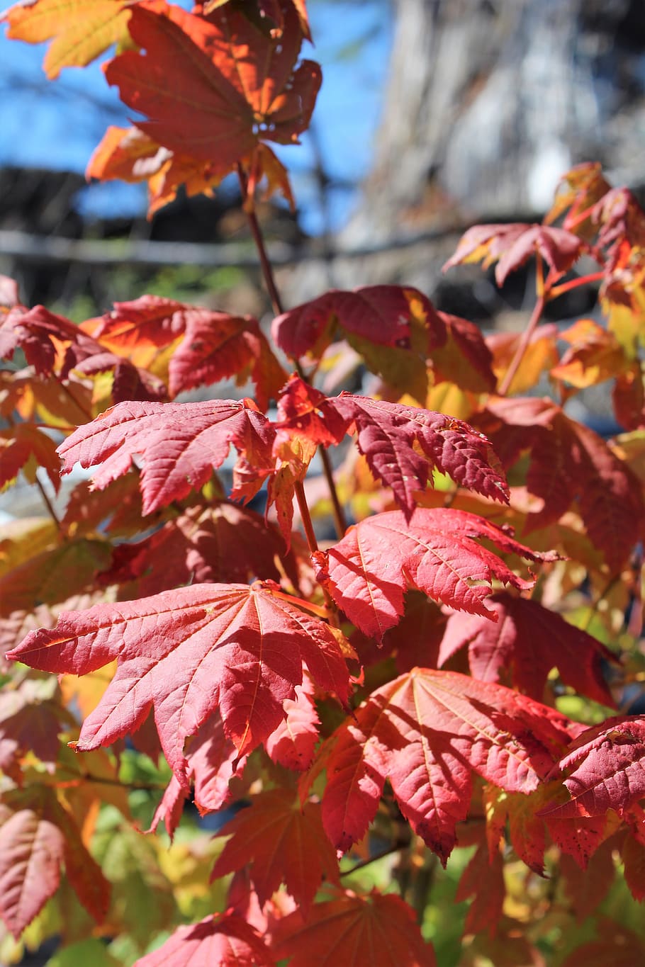 maple leaves, fall, autumn, red maple, forest maple, plant HD wallpaper