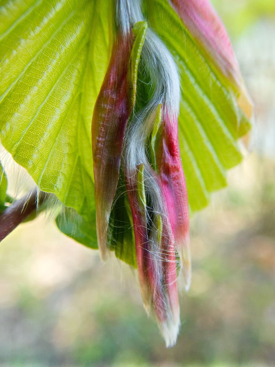 leaf, beech, beech leaf, leaves, spring, tree, deciduous tree HD wallpaper