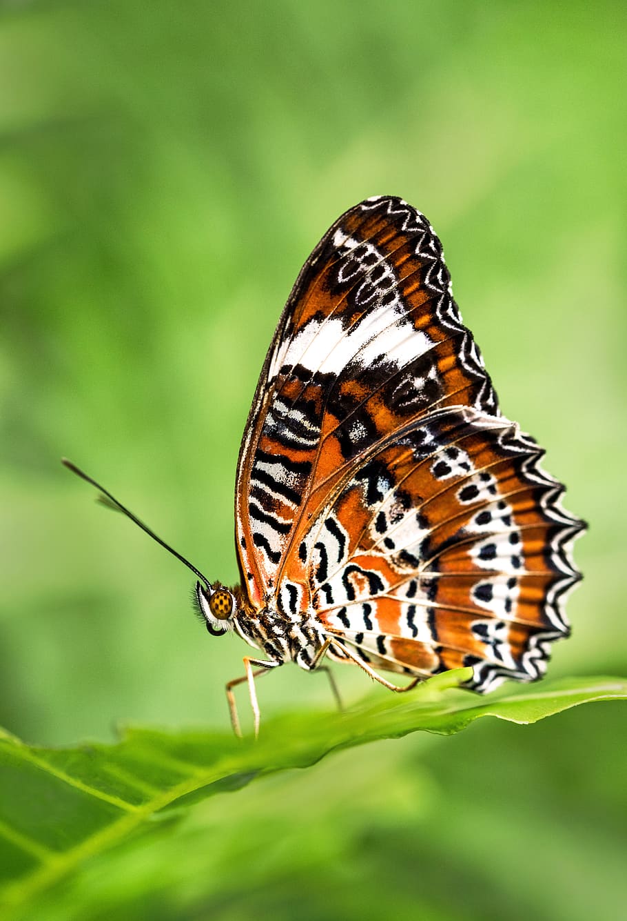leopard lacewing butterfly perched on green leafed plant, cairns botanic garden HD wallpaper