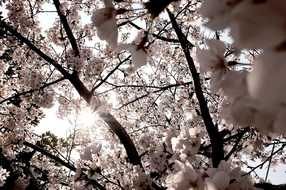 south korea, jeju-do, flower, flowers, cherry blossoms, white, HD wallpaper
