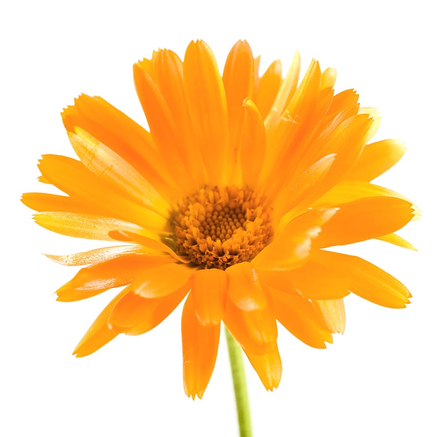 yellow, isolated, flower, closeup, detail, flora, floral, flores HD wallpaper