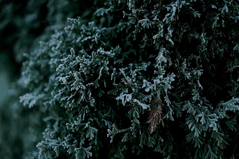 nature, tree, trees, grass, green, cold, fall, winter, december HD wallpaper