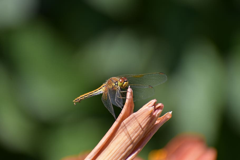dragonfly, insect, day-lily, macro, nature, wing, dragonflies HD wallpaper