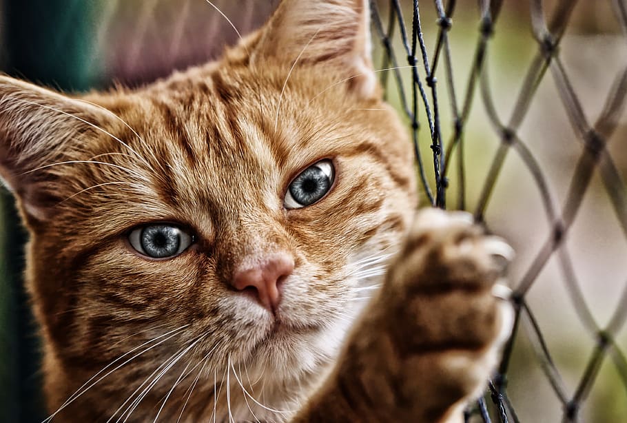 cat, red, mackerel, eyes, funny, pet, domestic cat, animal HD wallpaper