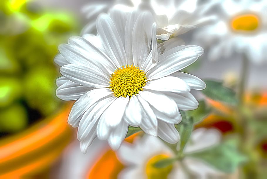 flower, flower gérbel, white, beautiful, plant, nature, summer, HD wallpaper