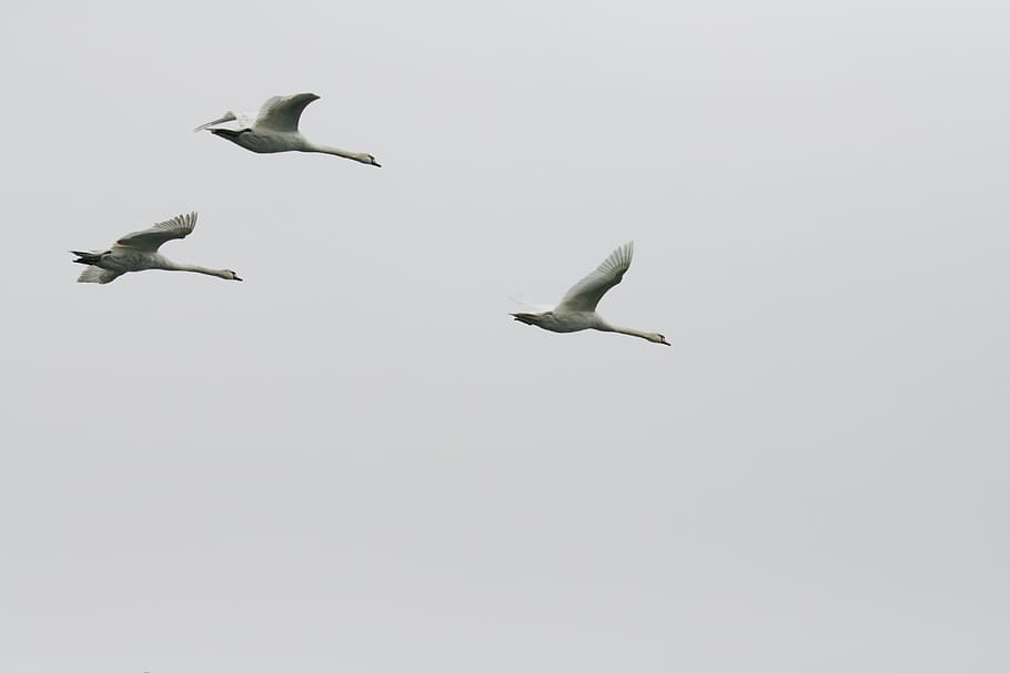 swan, flying, sky, grey, bird, nature, feather, wing, white HD wallpaper