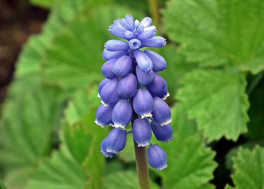 nature, leaf, plant, flower, szafirek, flowering plant, purple HD wallpaper