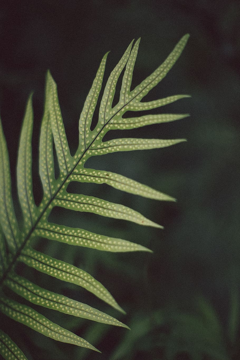 green linear leafed plant, growth, green color, close-up, beauty in nature HD wallpaper