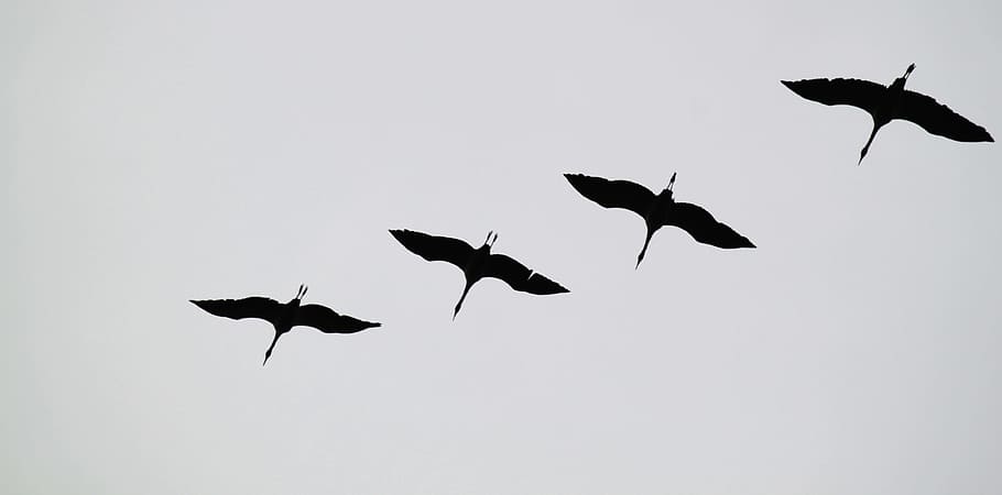 bird, animal, sky, group, nature, animal themes, flying, group of animals HD wallpaper