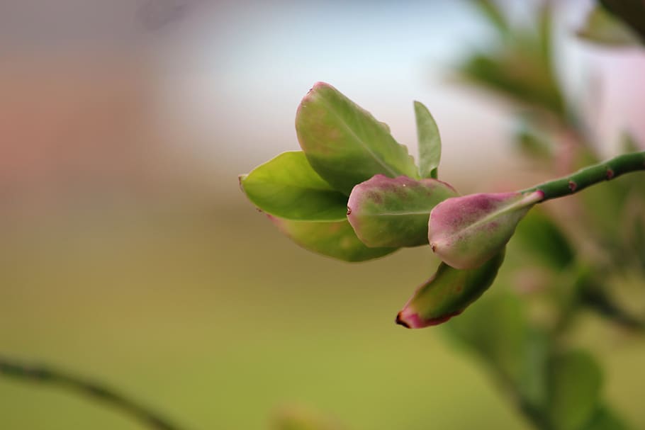 leafs, plant, green, beautiful, red, nature, roses, yellow HD wallpaper