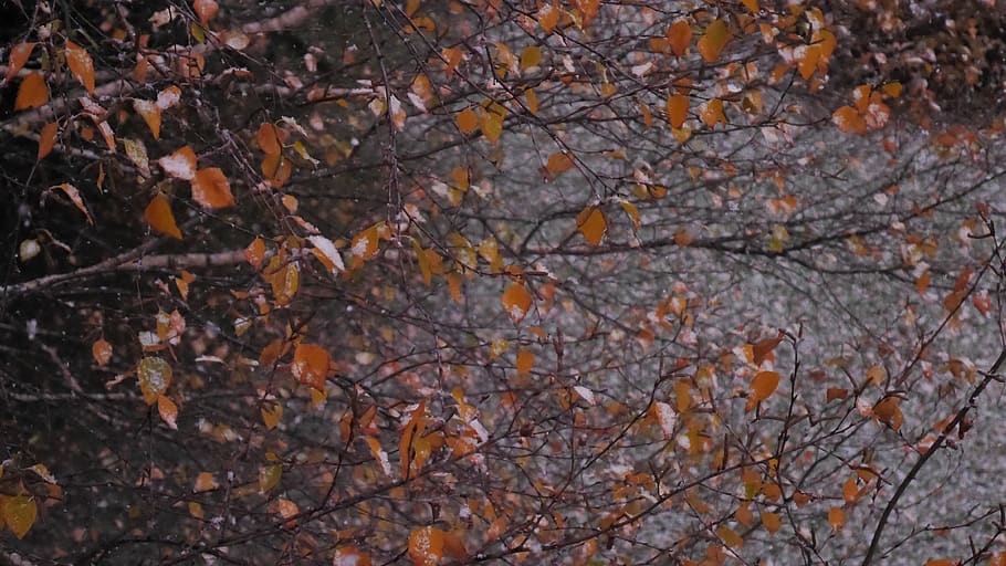 nature, wallpaper, hdwallpaper, tree, leaf, snow, automn, winter HD wallpaper