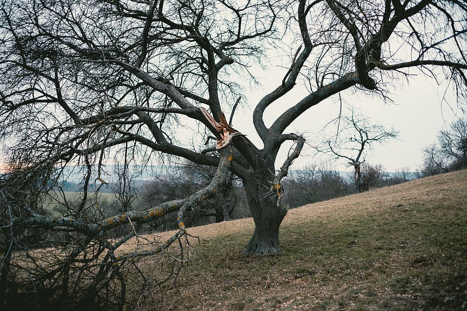 tree, plant, branch, bare tree, land, tranquility, tree trunk HD wallpaper