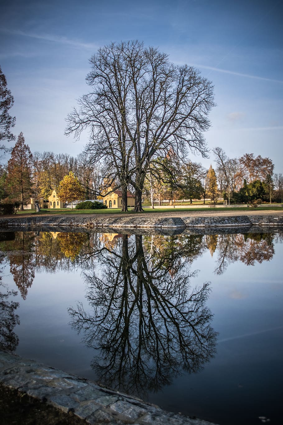 reflection, tree, old, park, water, mood, heaven, atmosphere HD wallpaper