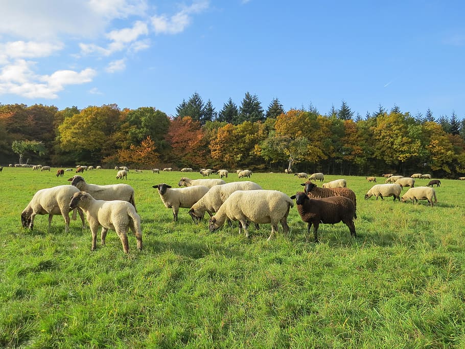 autumn landscape, flock of sheep, schäfchen, herbivores, meadow, HD wallpaper