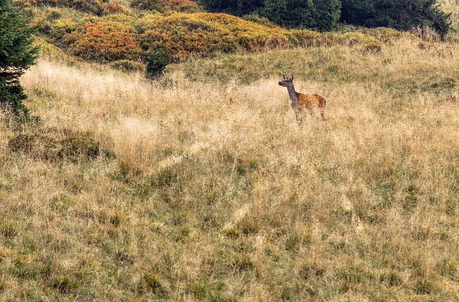 deer, nature, grass, animals, animal themes, mammal, plant HD wallpaper