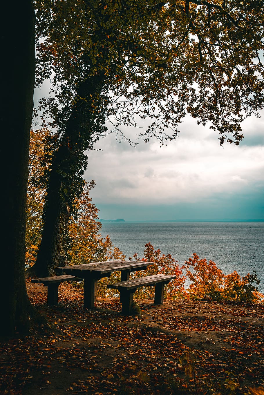 green leaf plant, tree, bench, seat, beauty in nature, autumn HD wallpaper