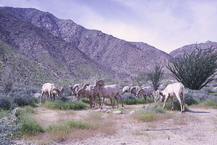 united states, borrego springs, anza-borrego desert state park visitor center, HD wallpaper
