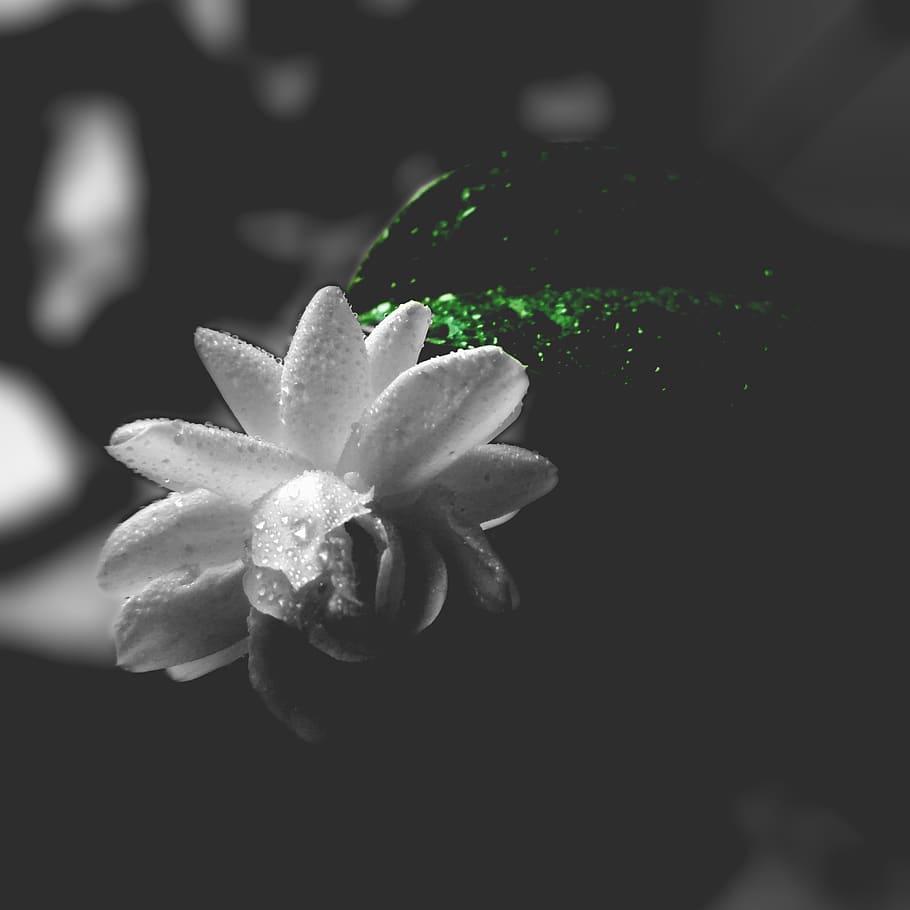 blooming, flower, raindrops, green, leaves, white, plant, freshness HD wallpaper