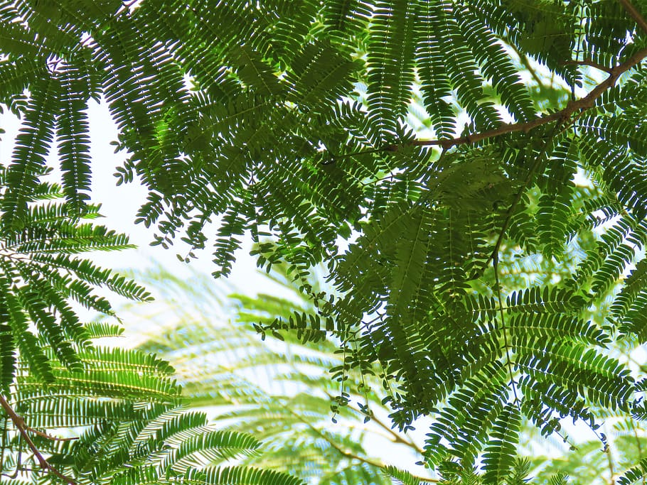 tree, leaves, fern, delicate, green, plant, nature, sky, summer HD wallpaper
