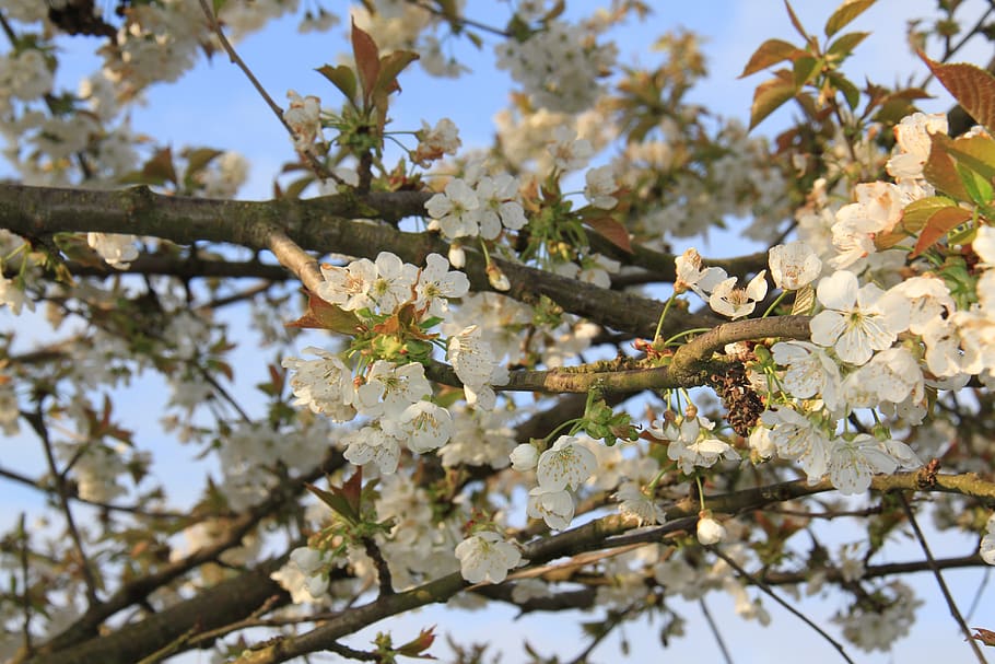 cherry, flower, nature, spring, white, branch, flowering, sun HD wallpaper