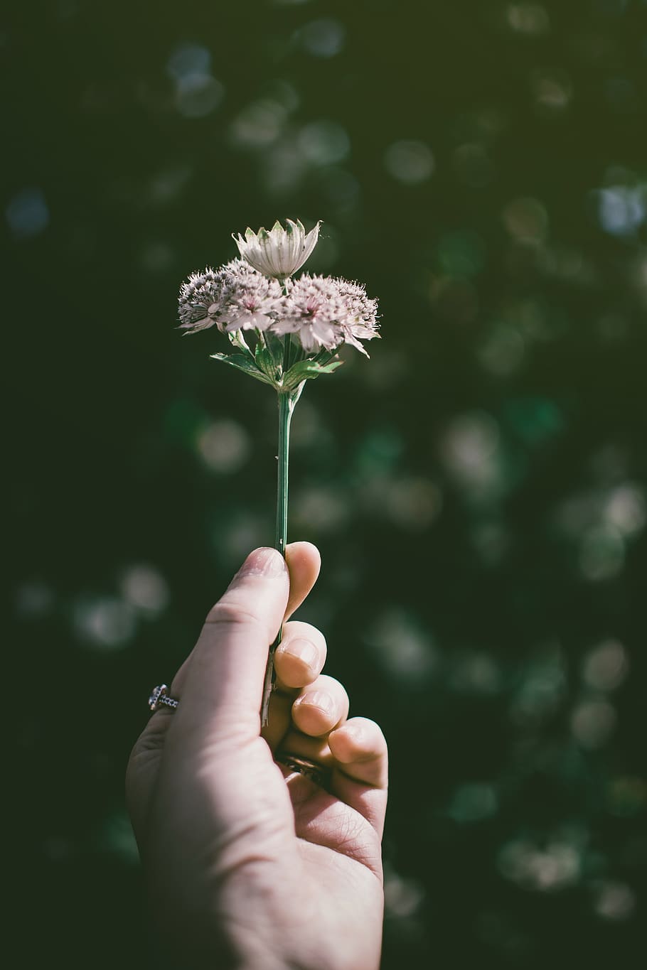Photo of Hand Holding a Flower, bloom, blooming, blossom, delicate HD wallpaper