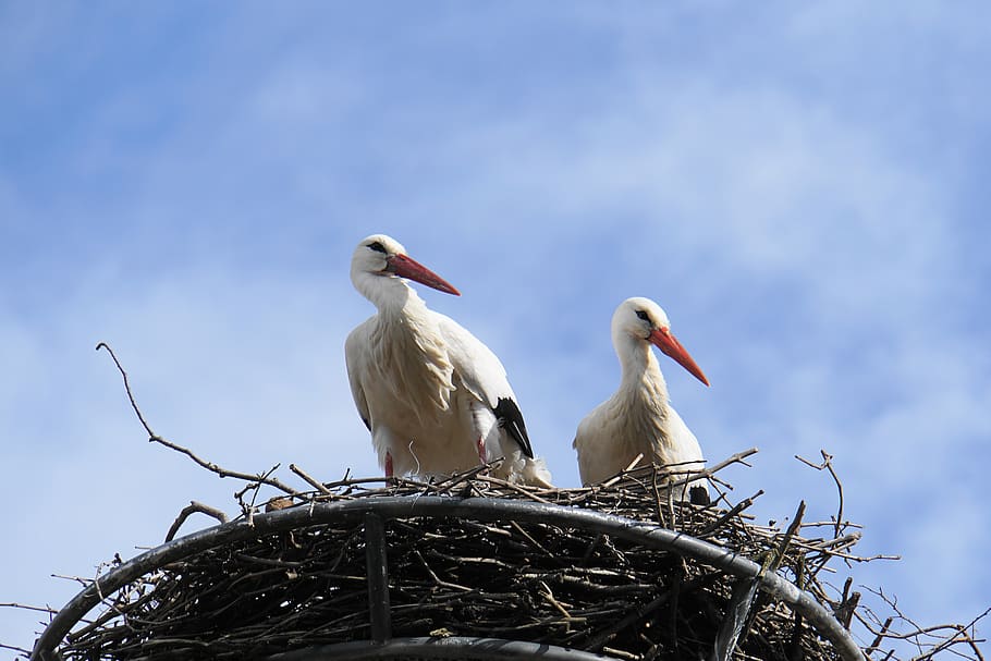 stork, nest, bird, bill, animal, plumage, storchennest, nature, HD wallpaper