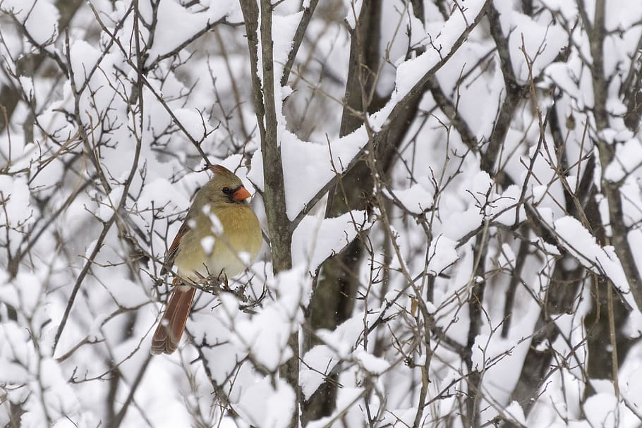 brown cardinal bird perching on tree branch, animal themes, vertebrate
