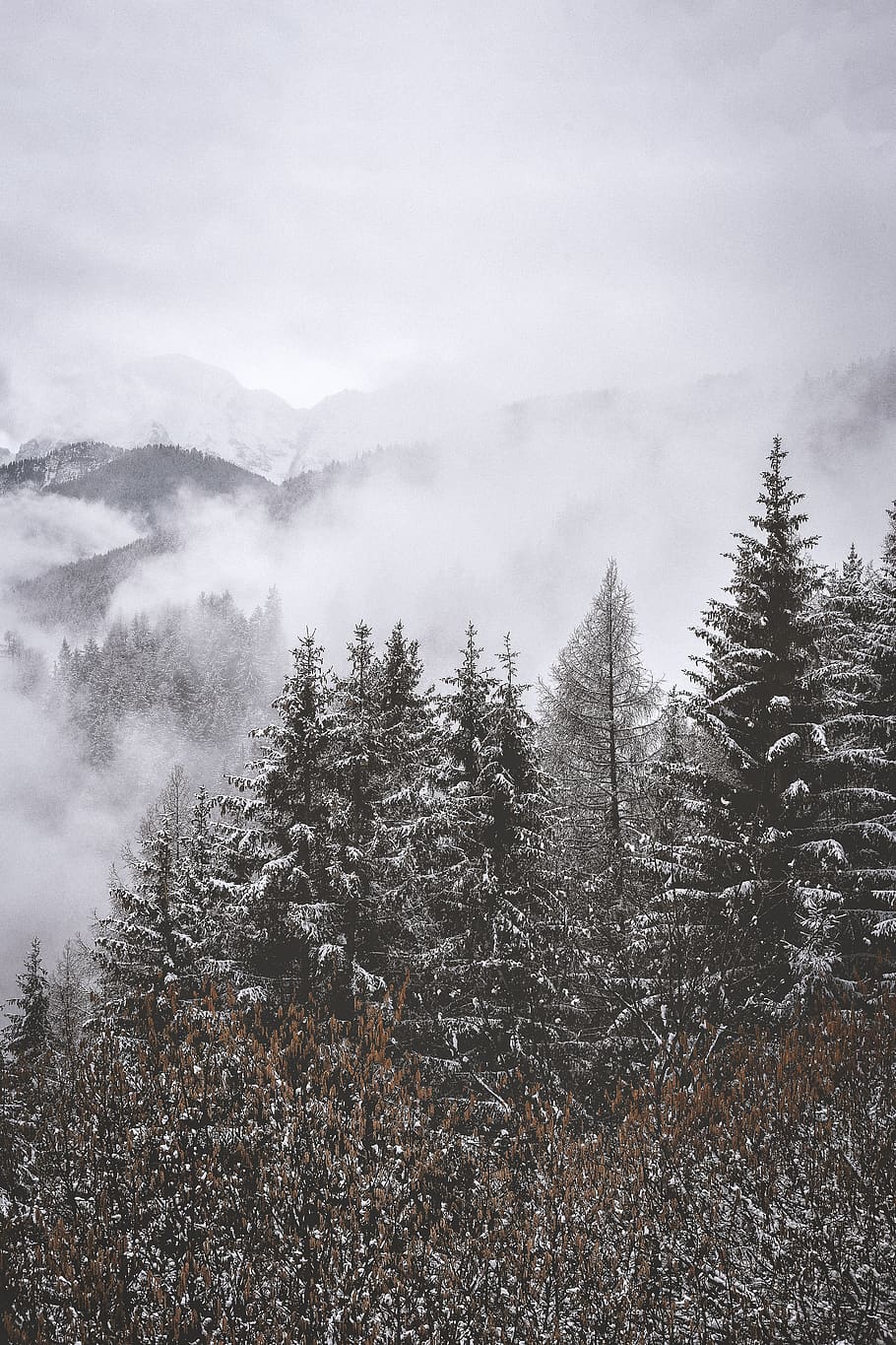 green leaf trees surrounded by clouds, plant, fir, abies, conifer HD wallpaper