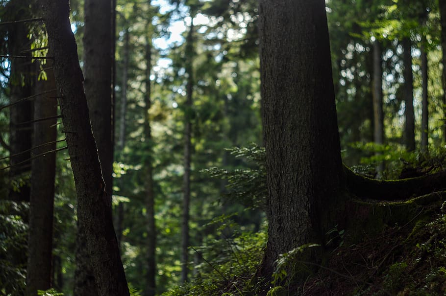ukraine, tree, plant, tree trunk, forest, land, growth, woodland HD wallpaper