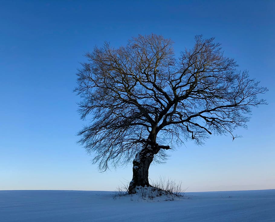 tree, winter, snow, landscape, nature, cold, wintry, idyllic HD wallpaper