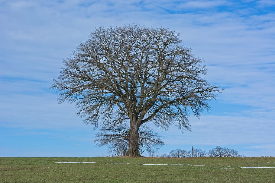 tree, individually, meadow, sky, oak, lonely, cold, kahl, autumn HD wallpaper