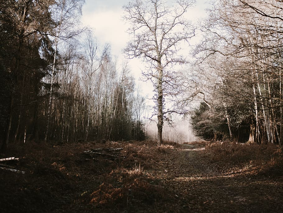gray bare tree, plant, land, forest, tranquility, nature, tranquil scene HD wallpaper