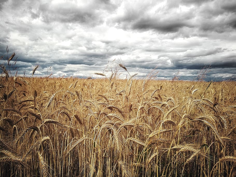 field, gold, cereal, corn, sky, clouds, wallpaper, background HD wallpaper
