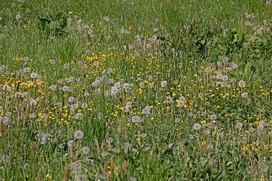 meadow, dandelion, green, nature, plant, summer, garden, grass HD wallpaper