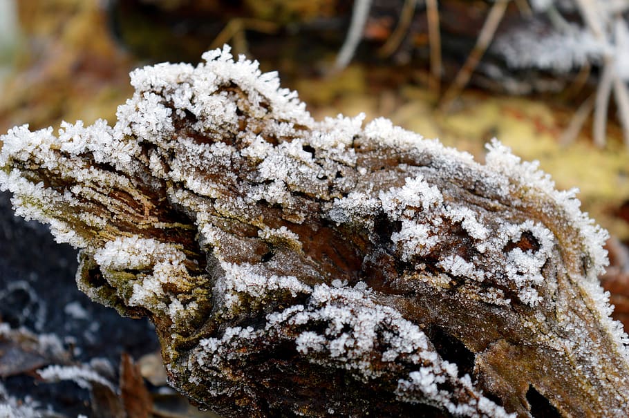 log, tree root, winter, eiskristalle, snow, frost, cold temperature HD wallpaper