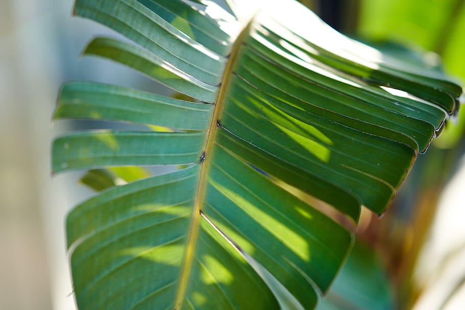 palm leaf, exotic, green, vegetation, plant part, green color HD wallpaper