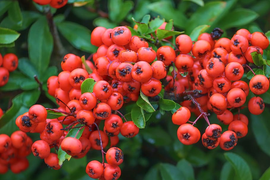 firethorn, berries, red, pyracantha, bush, fruits, ornamental shrub, HD wallpaper